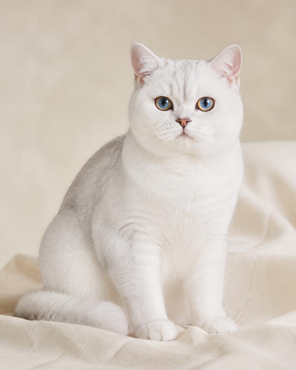 Pale silver-shaded CatSkyLi king in a bright interior